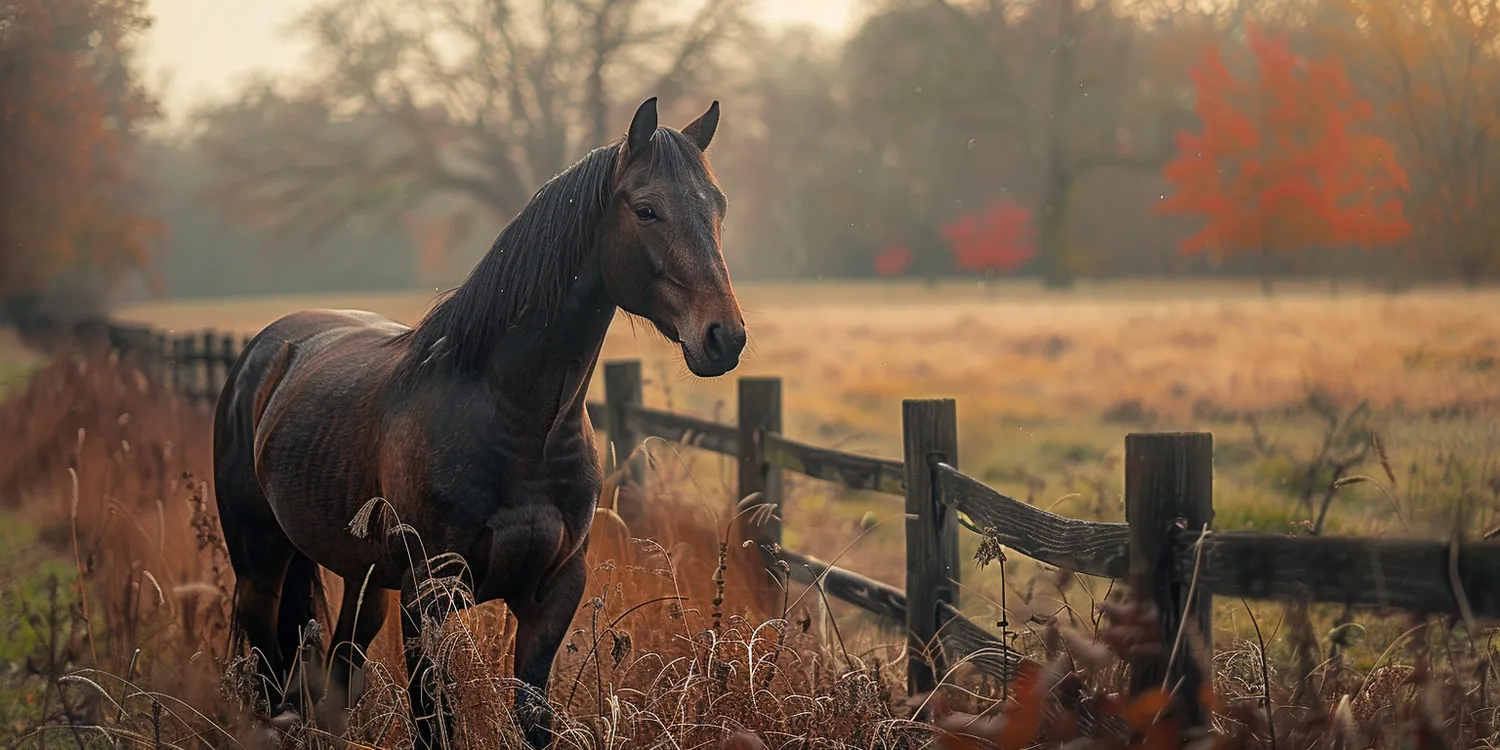 Śmierć zwierzęcia - jak zapewnić wiernemu przyjacielowi godny pochówek?