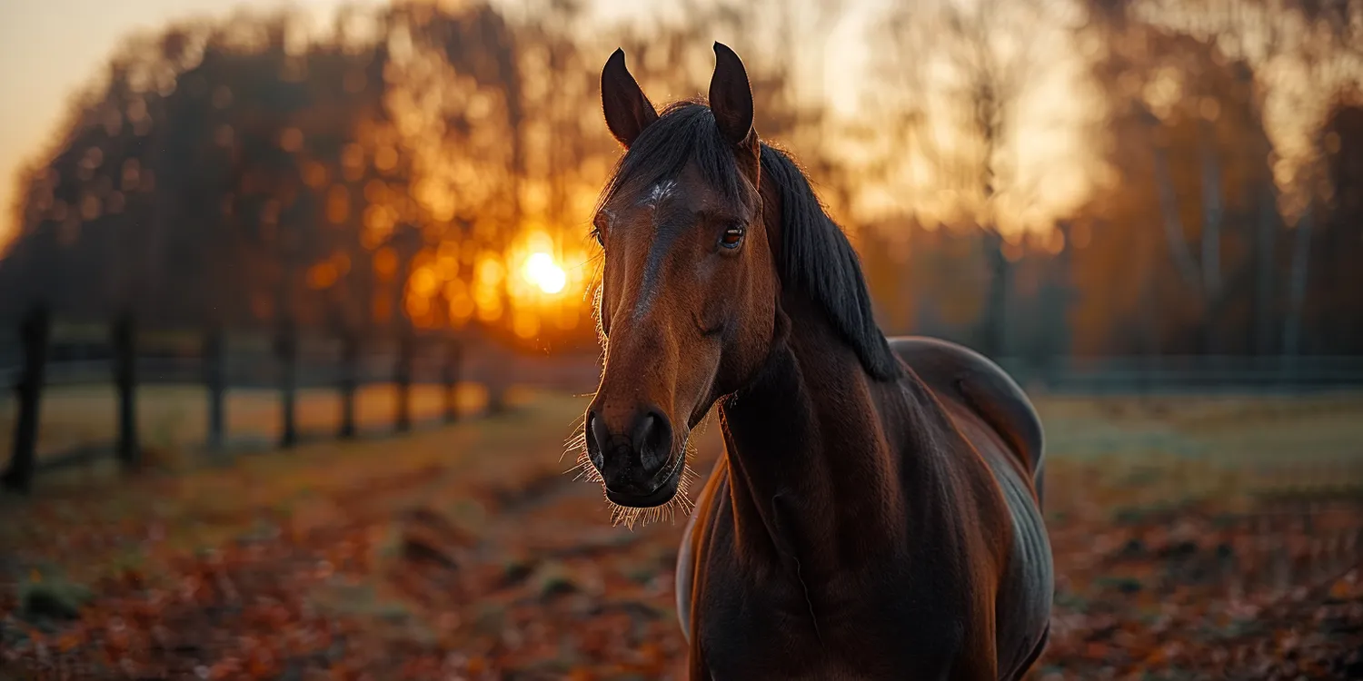 W drodze na Tęczowy Most - czym jest krematorium dla zwierząt?